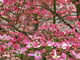 Dogwood Pink Flower