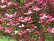 Dogwood Pink Flowering Tree