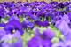 Fieldofpansies2web