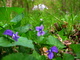 Flower Forest Floor