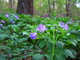 Forest Floor Flowers