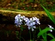 Forest Flowers 04262008