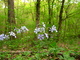 Forest Wildflowers Powder Blue