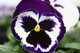 Hybridpansy2web