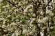 Inside Apple Tree Flowers