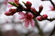 Peach Blossom Flower 2