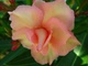 Peach Rose 2