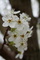 Pear Blossom Tree