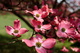 Pink Blooms Flowers