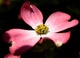 Pink Dogwood 04242008 2