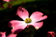 Pink Dogwood 04242008