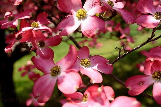 Pink Dogwood Blooms | Flowers| Free Nature Pictures by ForestWander ...