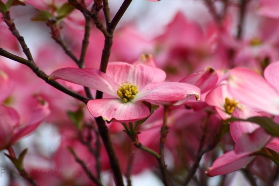 Spring Dogwood Tree Pink Flower | Flowers| Free Nature Pictures by ...