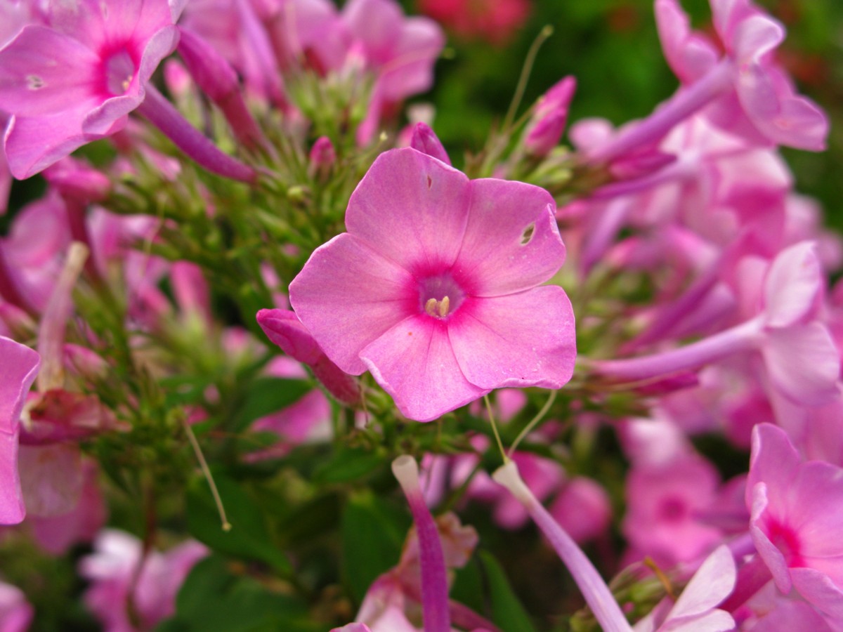 Flowers are blooming. Флокс ред Индиан.