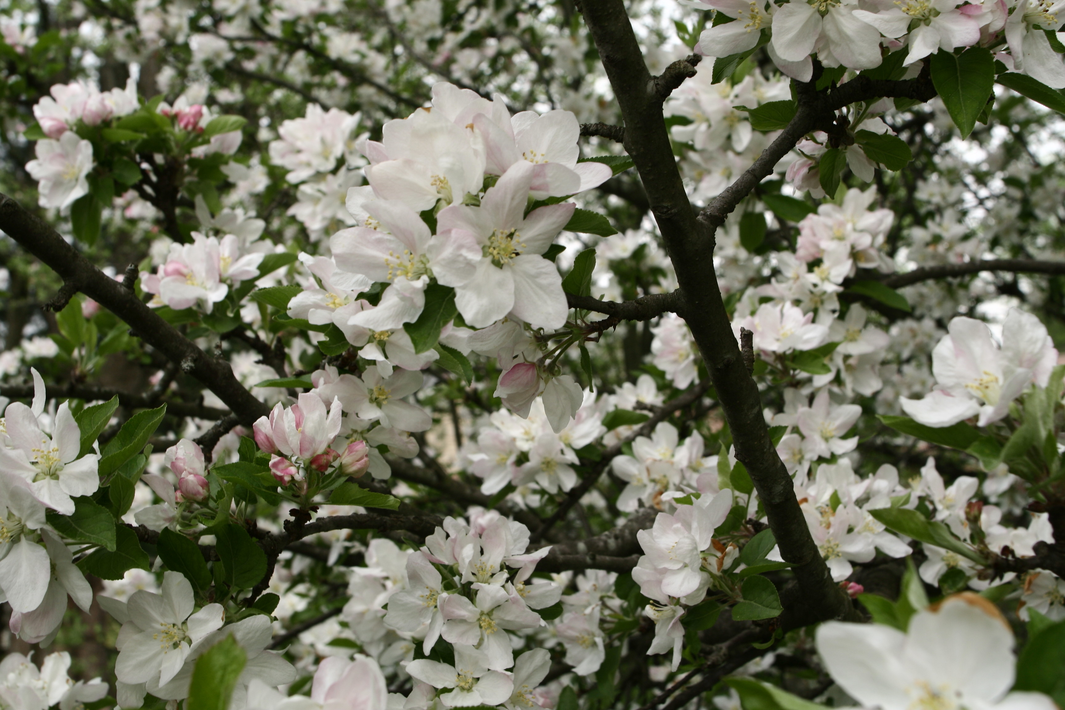 Blooming Tree Apple Spring | Trees| Free Nature Pictures by ...