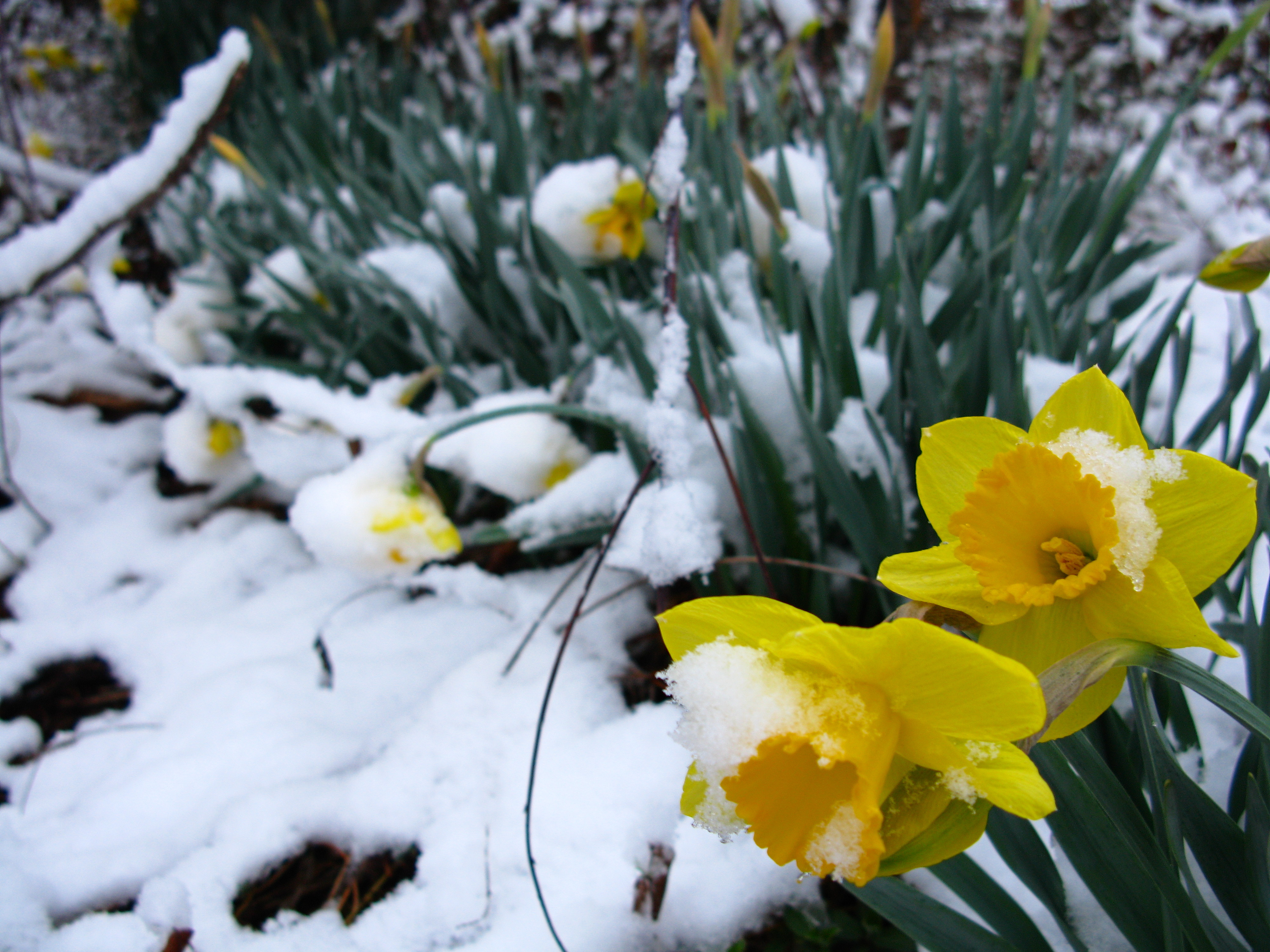 Первые нарциссы. Первоцветы нарциссы. Нарцисс large 'Oregon Snow'. Желтые первоцветы крокусы.